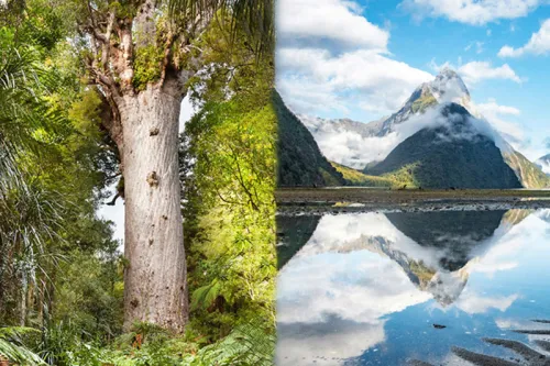 Tane Mahuta, the lord of the forest: the largest Kauri tree in Waipoua Kauri forest, New Zealand.